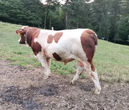 Gutmütiger Fleckvieh-Sprungstier