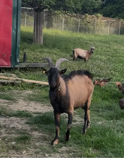 Ziegenbock 2 Jahre
