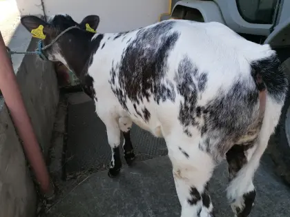 Weißblauer Belgier Stierkalb