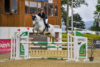 Turniererfolgreicher Spring-Wallach zum Losreiten