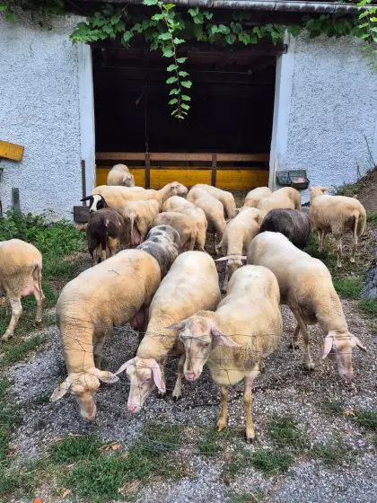 Ostfriesische Milchschafe (22 Stk. + 5 Jungtiere, 6 Monate)