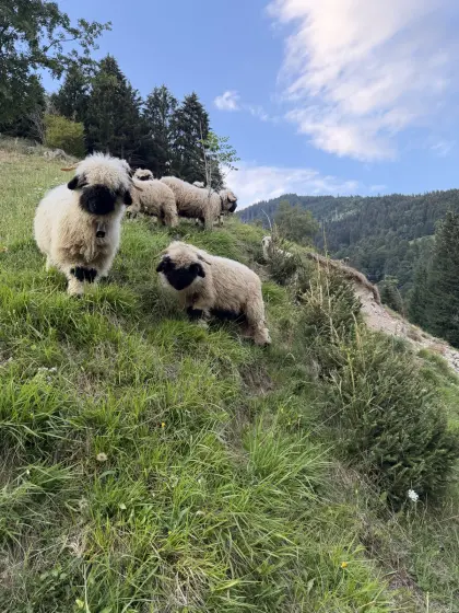 Walliser Schwarznasen-Widder BIO, hb-fähig (4 Stk.)