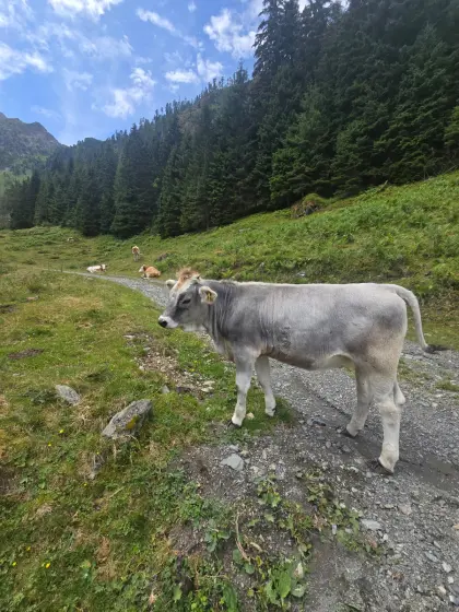 Bio Tiroler Grauvieh-Jungzuchtkalbinnen