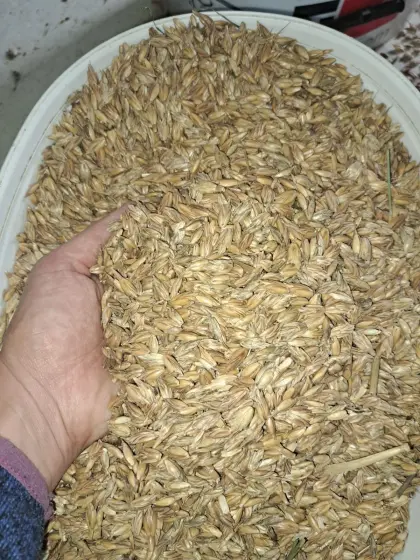 Bio-Dinkel