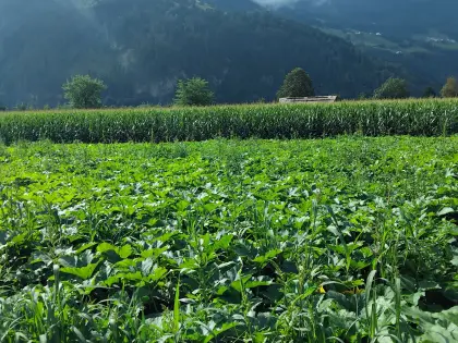 Bio-Mais