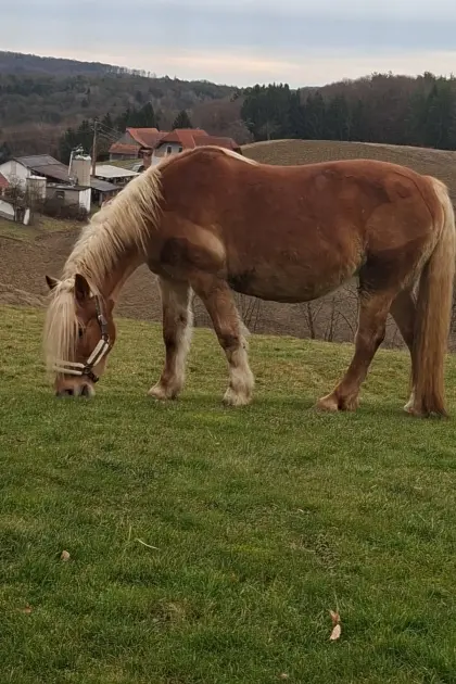 Haflingerstute