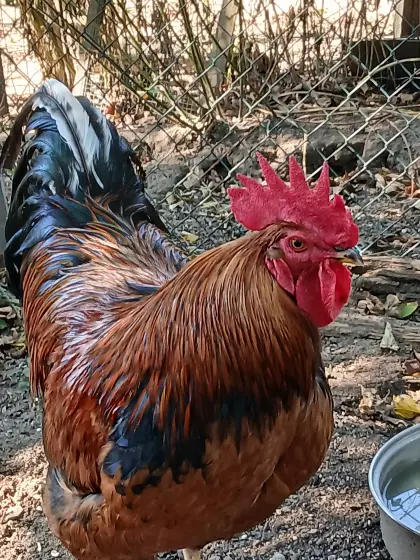 Hahn, 2 Jahre, und Junghähne