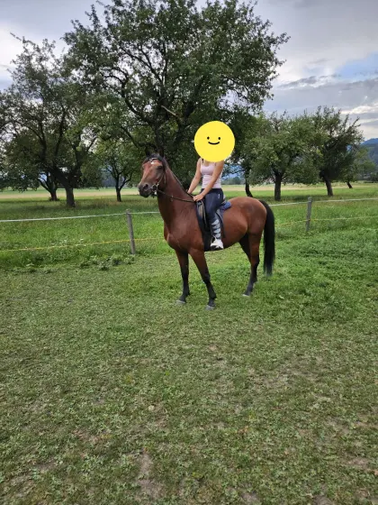 Reitpony-Mix