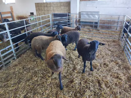 Verkaufe Jura-Zuchtlämmer, Bio, Herdebuchbetrieb