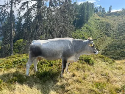 Bio Tiroler Grauvieh-Zuchtkühe