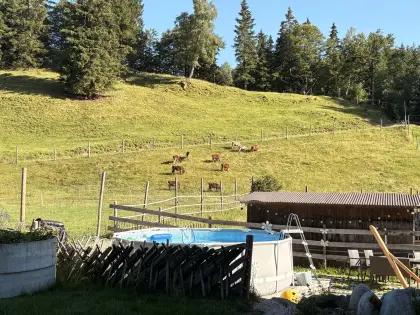 Kälber
