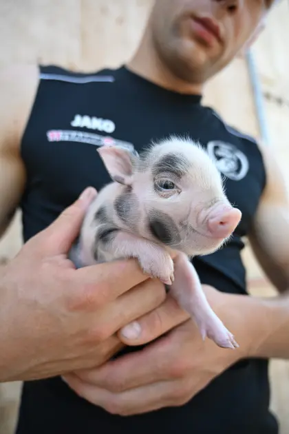 Bio Micro-Schweine günstig abzugeben