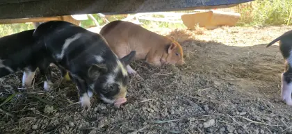 Kune-Kune-Ferkel