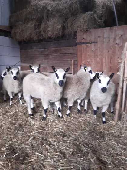 Kerry Hill Bock- und Mutterlämmer aus Herdbuchzucht