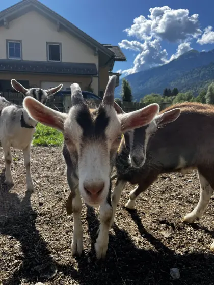 Ziegenkitze weiblich