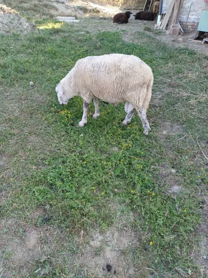 Verkaufe einen Schafwidder