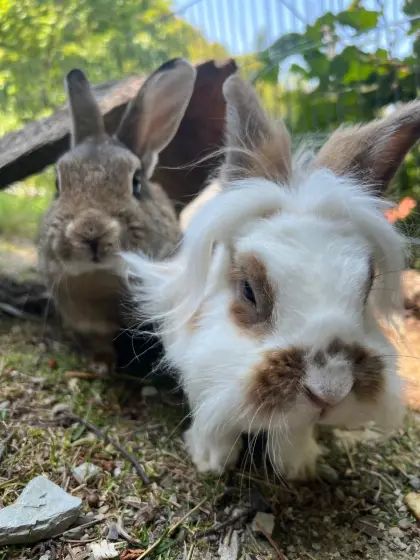 2 Zwerghosn (Zwergkaninchen)