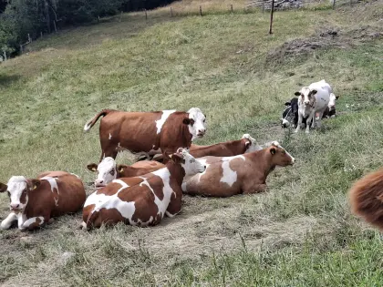 Bio-Kalbinnen