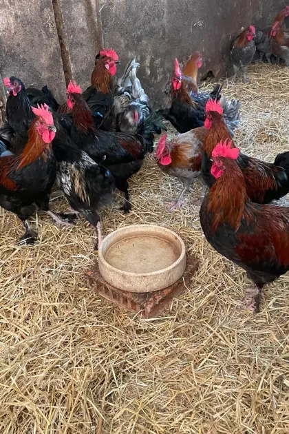 Marans-Hähne