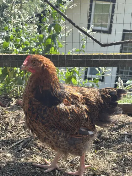 Orpington Junghähne rebhuhnfarbig