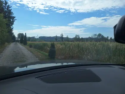 Dürremais