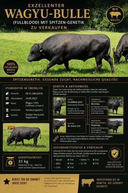 Wagyu-Zuchtbulle