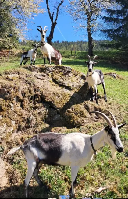 Pfauenziegen