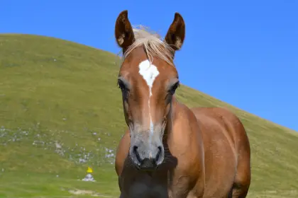 Quarter Pony Hengstfohlen