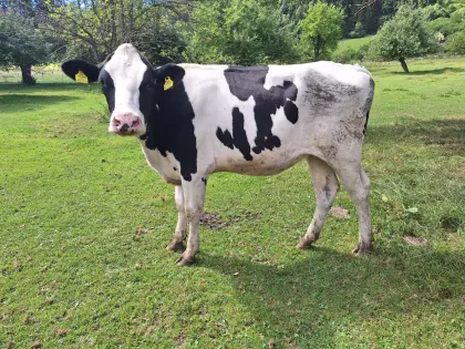 Bio HF Kalbin