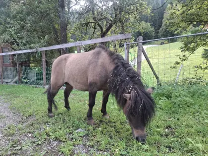 Ponys