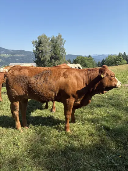 Verkaufe Einstellkalbinnen