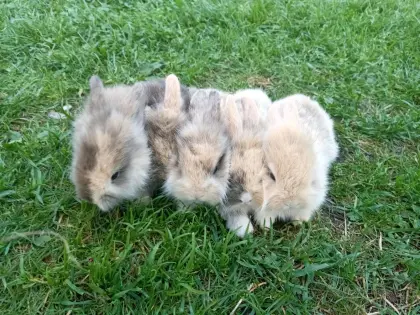 Zwergkaninchen