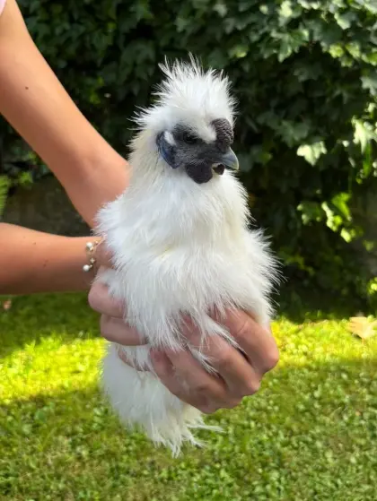 Zwerg-Seidenhuhn-Gockel