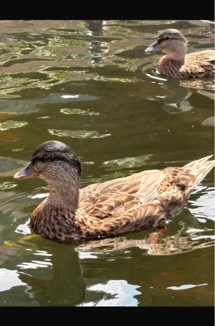 Stockenten