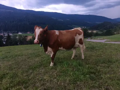 Bio Fleckvieh Erstlingskuh