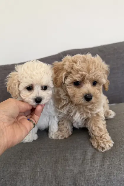 Bichonpoo-Welpen mit Ahnentafel