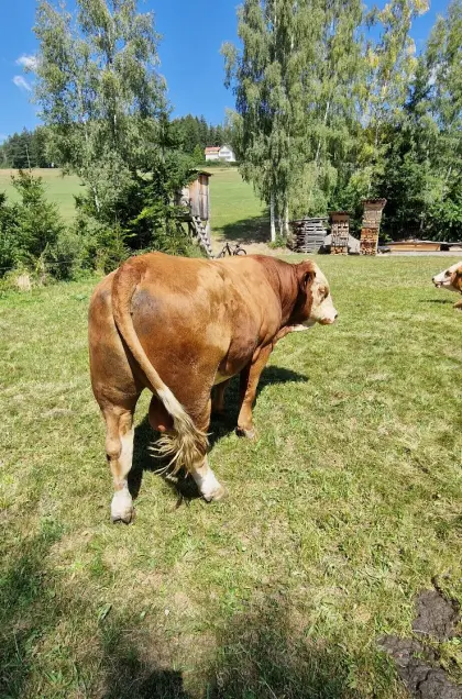 Verkaufe Bio FV Sprungstier