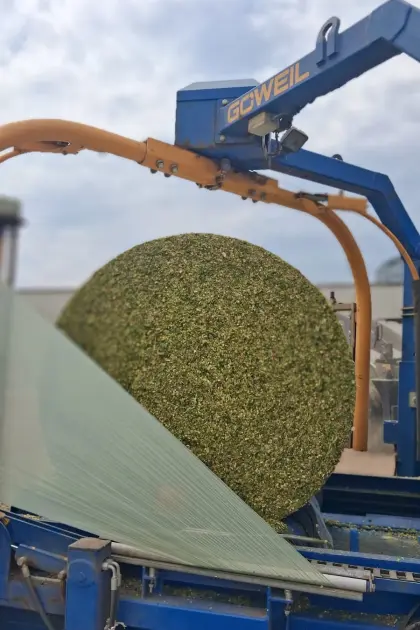 Maissilageballen aus der Ernte 2026, BIO und konventionell