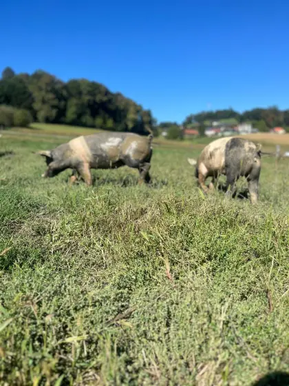Bio-Ferkel