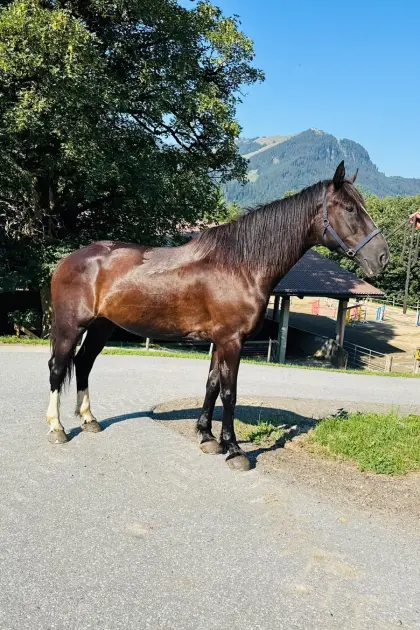 Schweres Warmblut