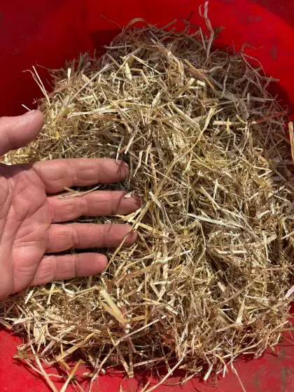 Geschnittenes Grassamenheu