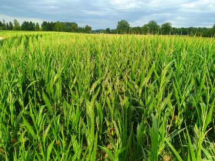 Silomais ab Feld