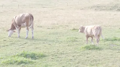 Mutterkuh mit Stierkalb, Bio