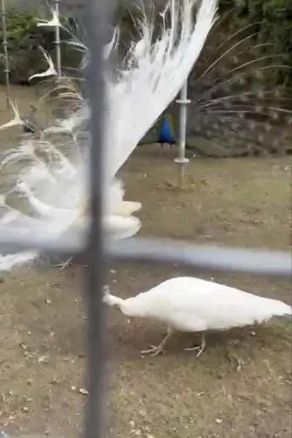 Weißes Pfauenpärchen