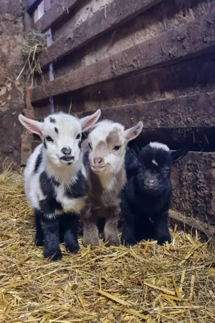 Mini-Zwergziegen