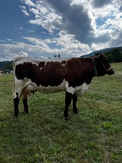 Original Pinzgauer Kuh, Bio-Heumilch