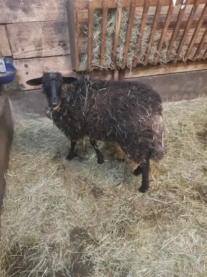Lamm zu verkaufen