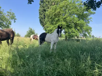 Noriker Scheckstutfohlen