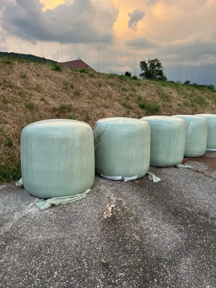 Silomais