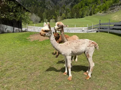 Appaloosa-Alpaka, halfterführig